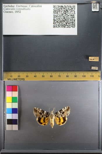 Media type: image;   Entomology 753858